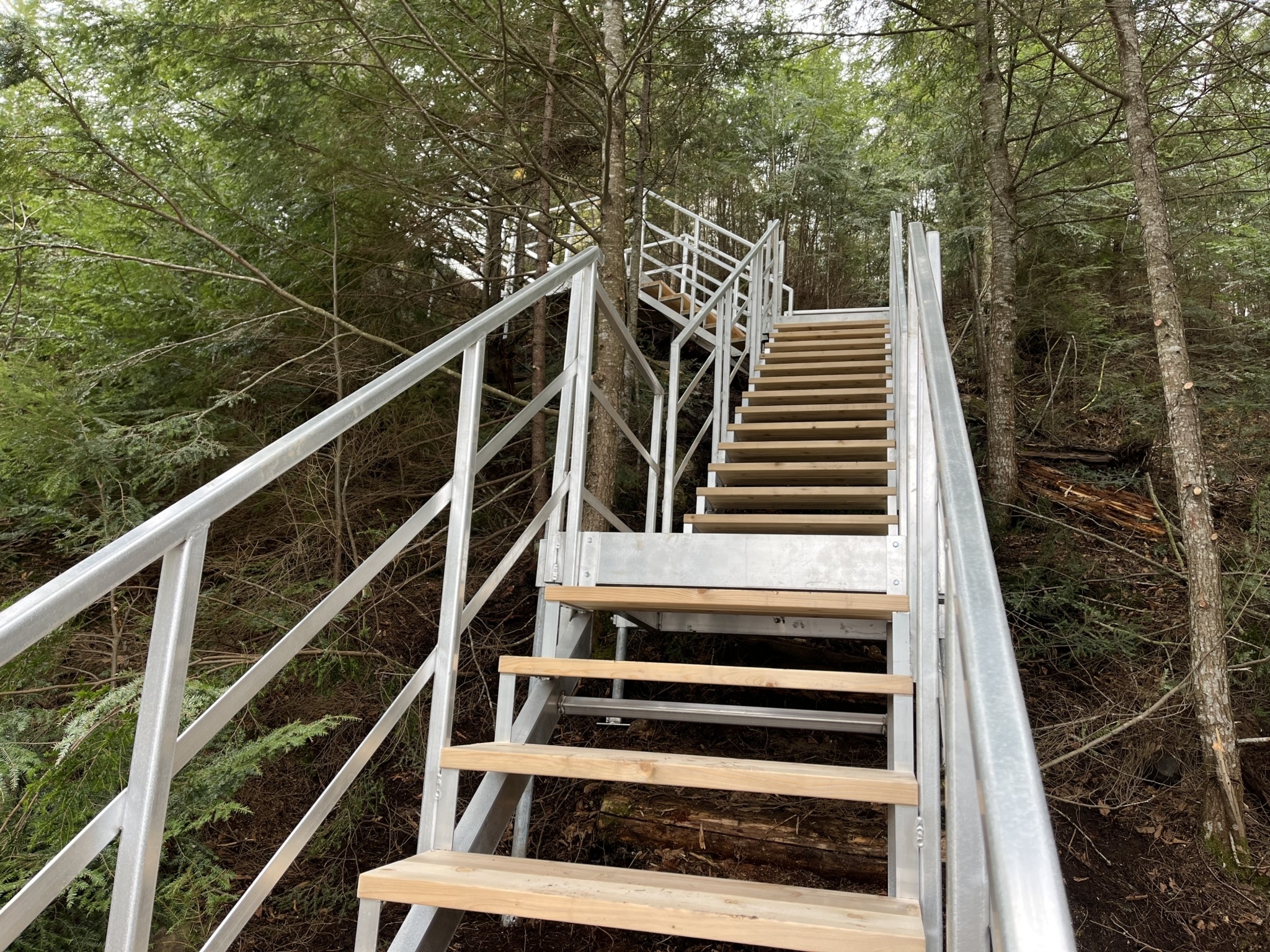 Escalier sur une pente en forêt